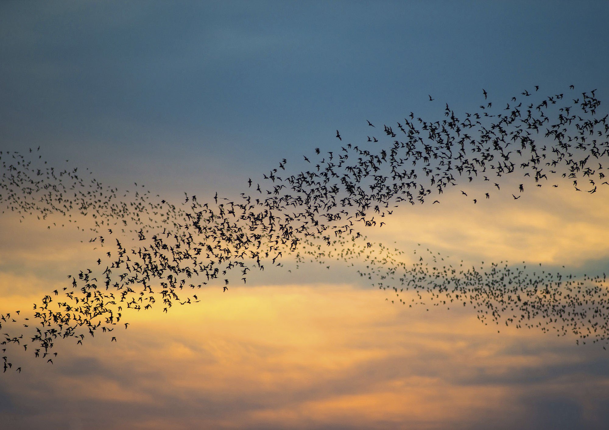 The caves of Battambang, Cambodia are said to be home to one million bats. In this photo the photographer has managed to take a photo of two streams of bats against the sunset sky and the two rows of bats have aligned to make a cross X shape.
