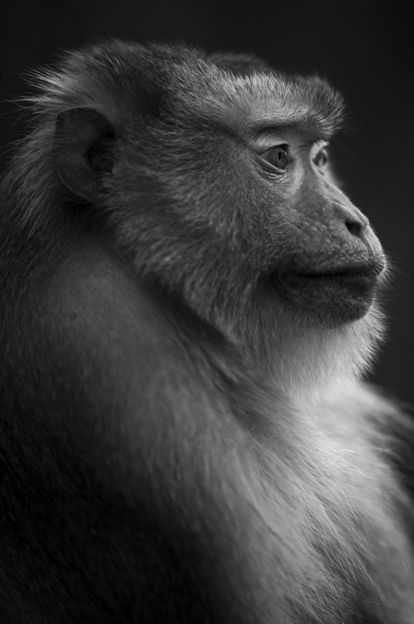 A monkey in Cambodia photographed and converted to black and white.