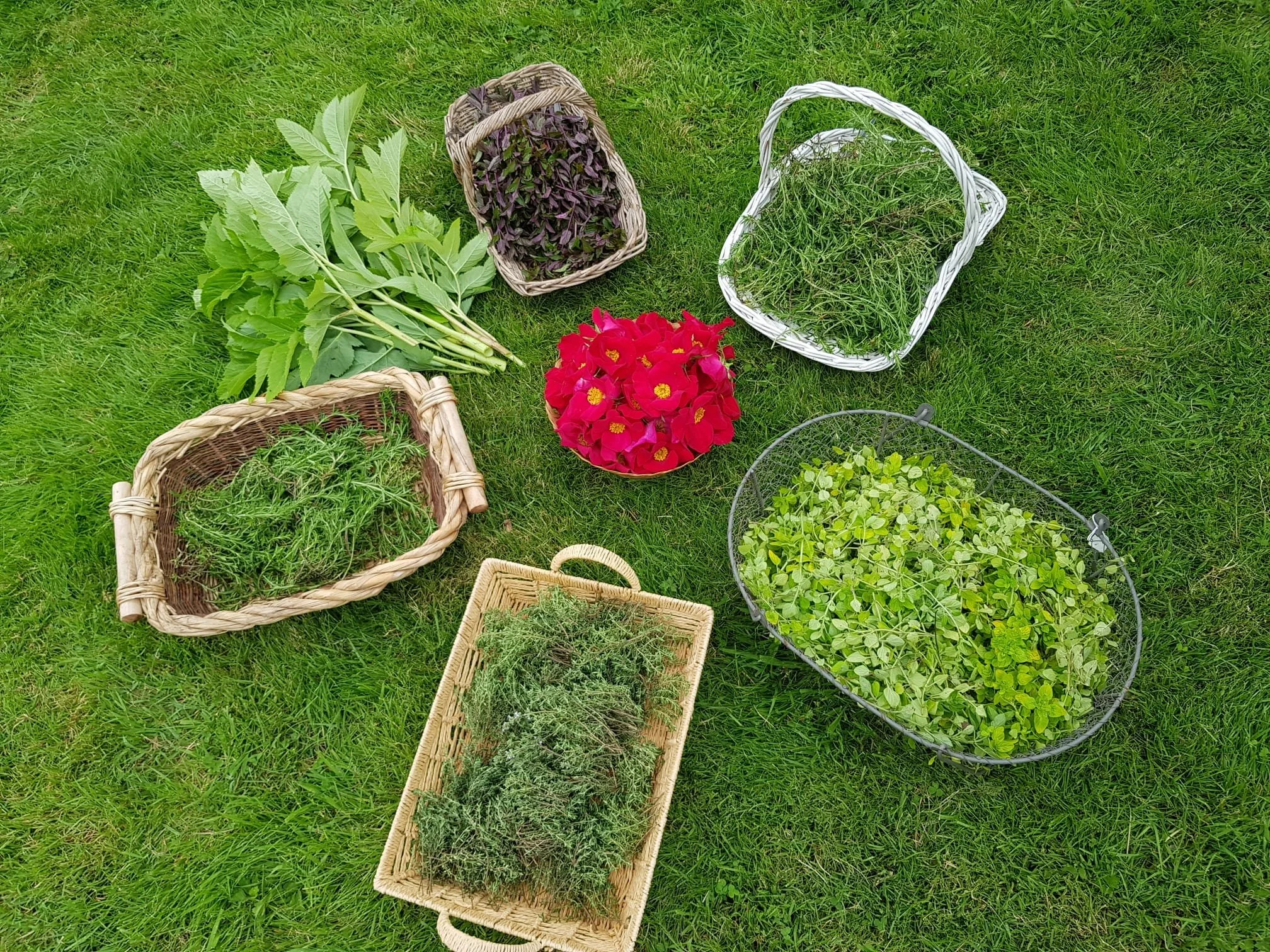 paniers d'herbes.jpg