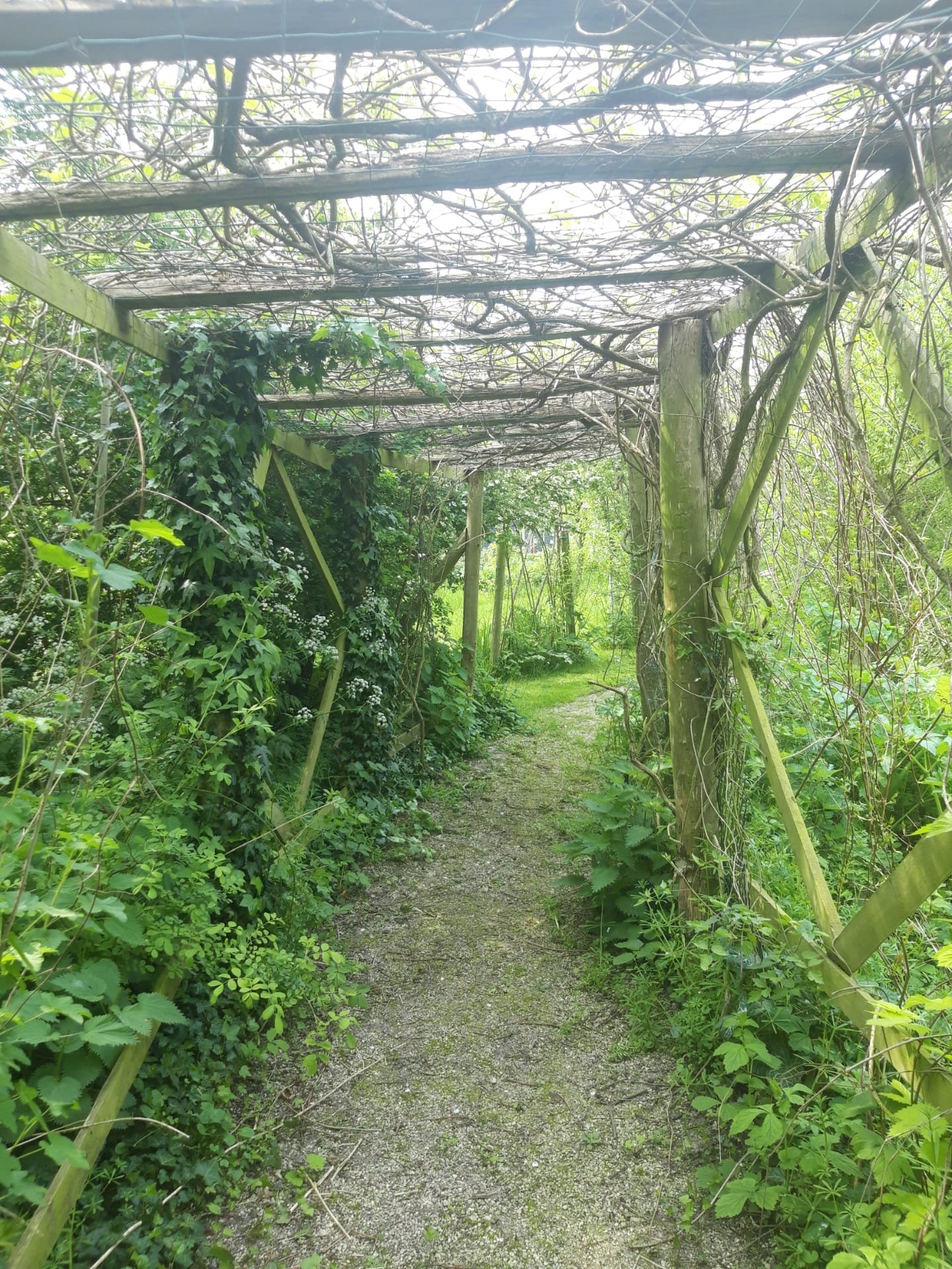 Allée de jardin couverte de plantes grimpantes et de branches d'arbres, avec un passage en terre battue.