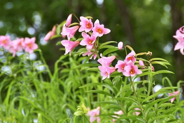 高清水自然公園