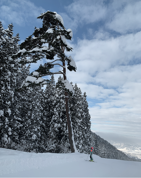 Snow-covered landscape with a tall pine tree leaning to one side, smaller snow-laden trees, and a person skiing in the distance against a cloudy sky.