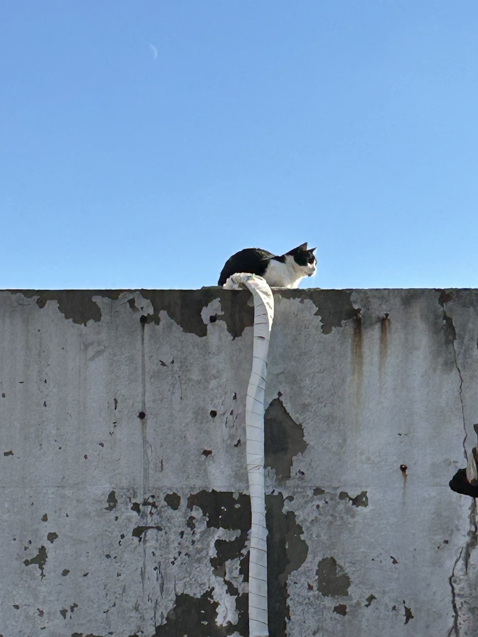 A black and white cat sitting on the edge of a weathered concrete wall against a clear blue sky, with a small crescent moon visible in the sky.