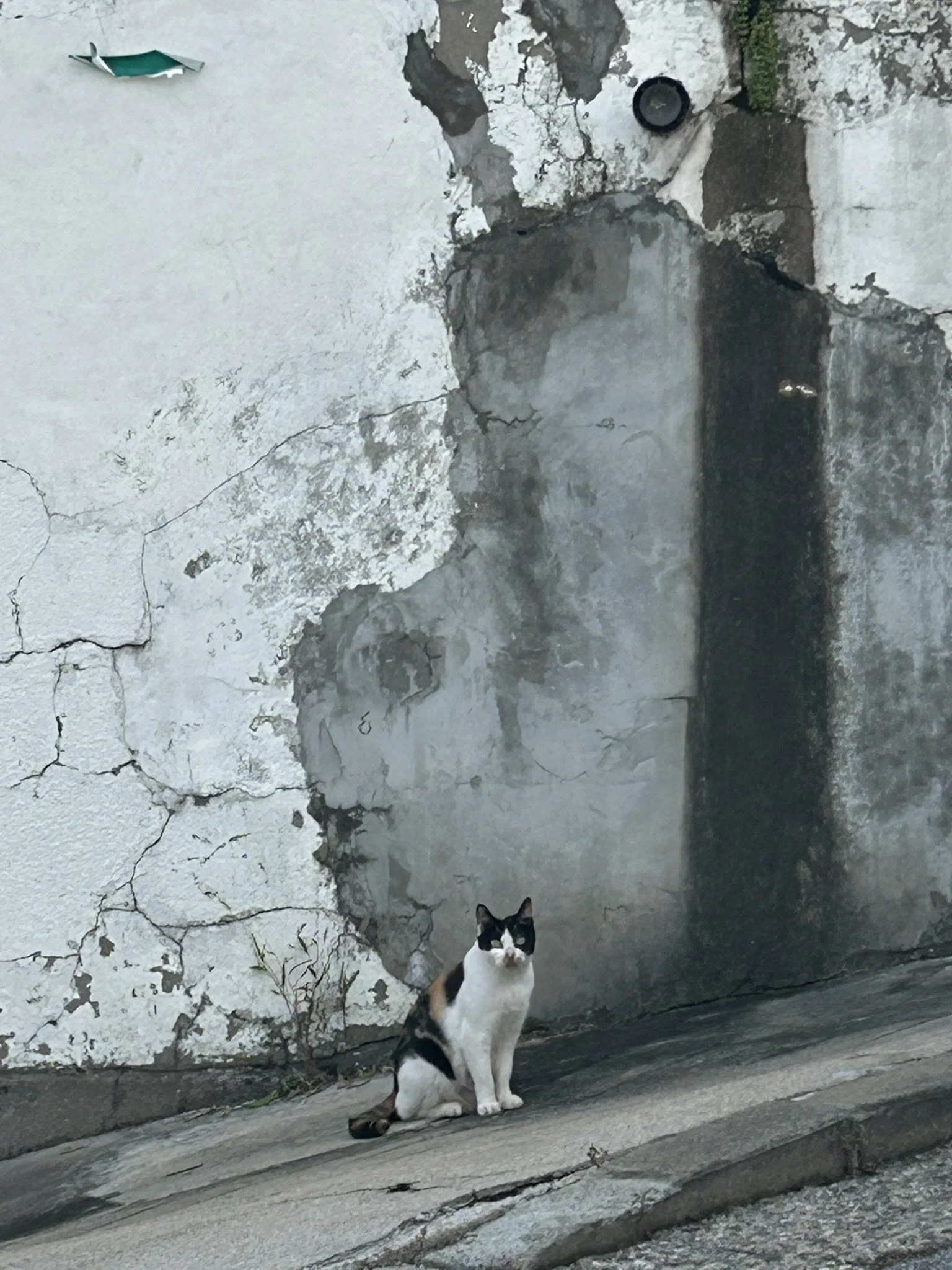 A black and white cat sitting on a cracked sidewalk in front of a weathered, peeling wall with cracks and patches of exposed concrete.