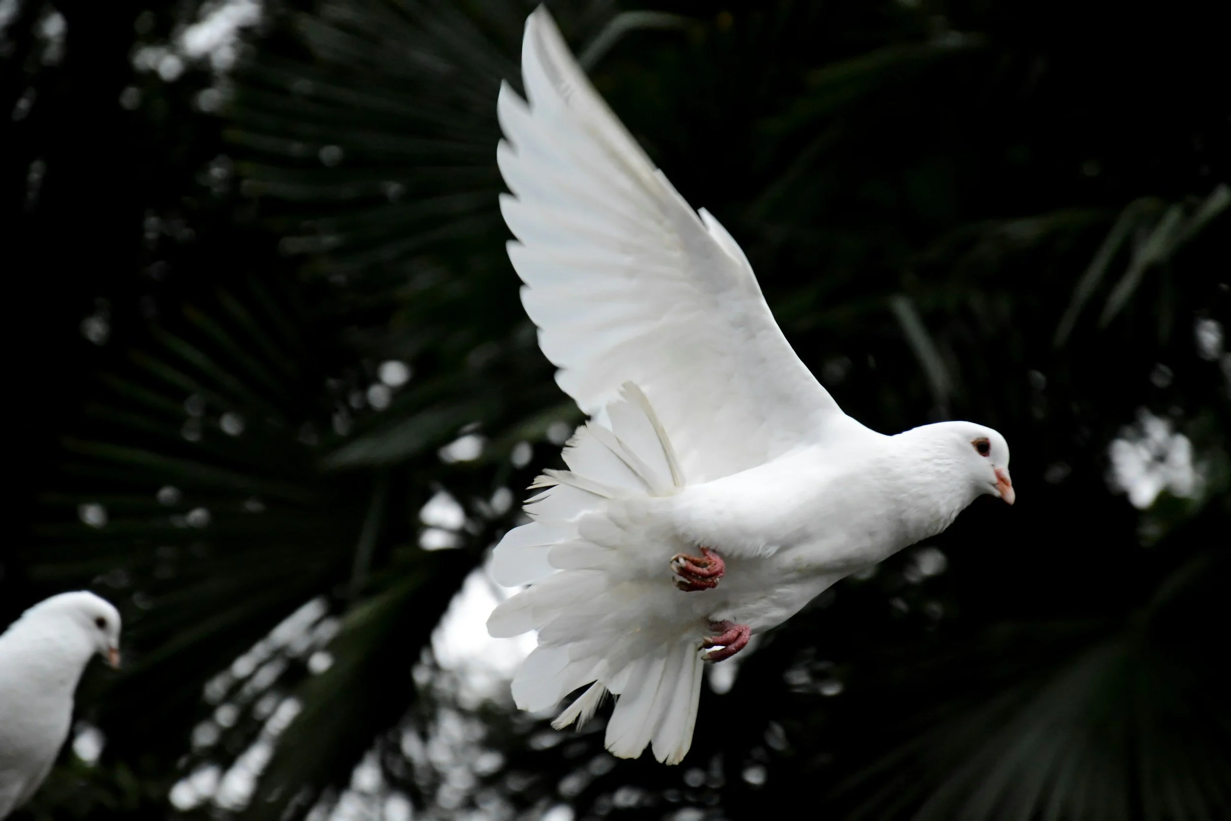 A white dove in flight symbolising peace and spiritual connection to higher realms in Tides of Spirit remote channeling work.