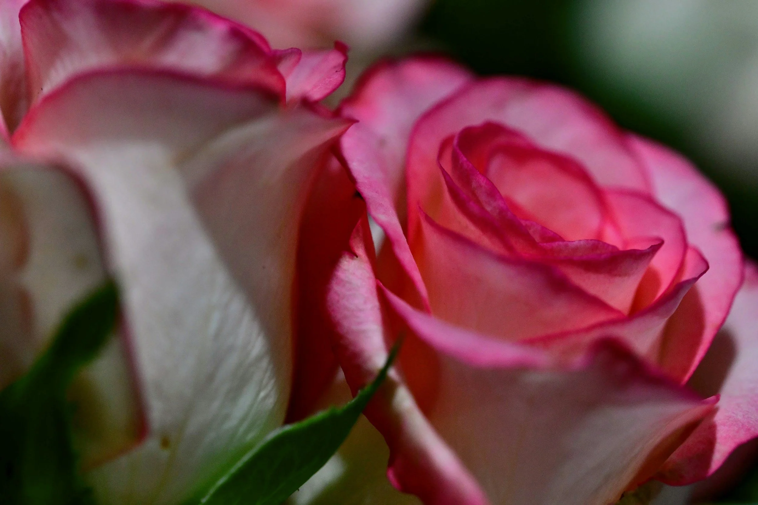 A close-up of a pink rose, symbolising the pink ray of light and the heart-centred focus of Rahanni Celestial Healing sessions at Tides of Spirit.