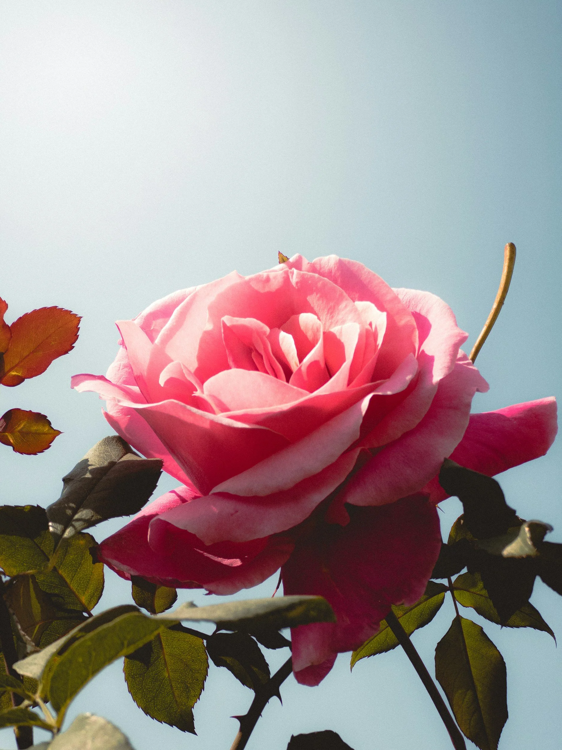 The pink rose symbolising the Rahanni Celestial Healing vibration and heart centre connection offered by Tides of Spirit.