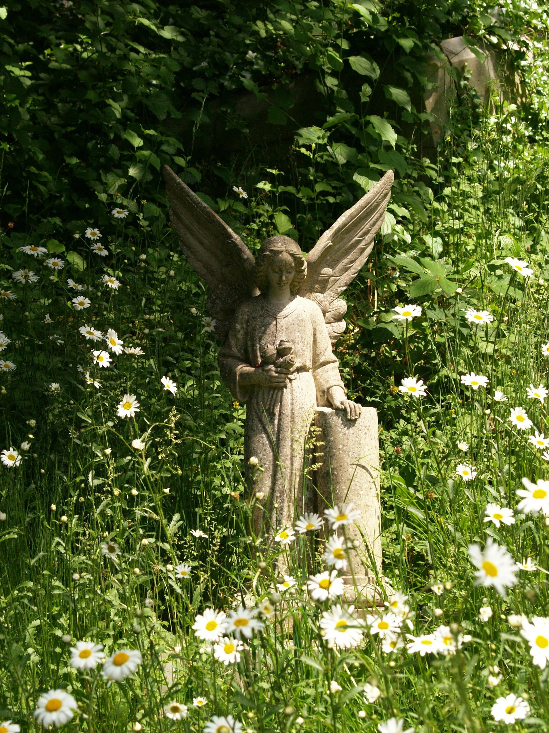 A serene stone angel statue nestled among daisies, symbolising the gentle and celestial energy of Rahanni healing sessions offered by Tides of Spirit.