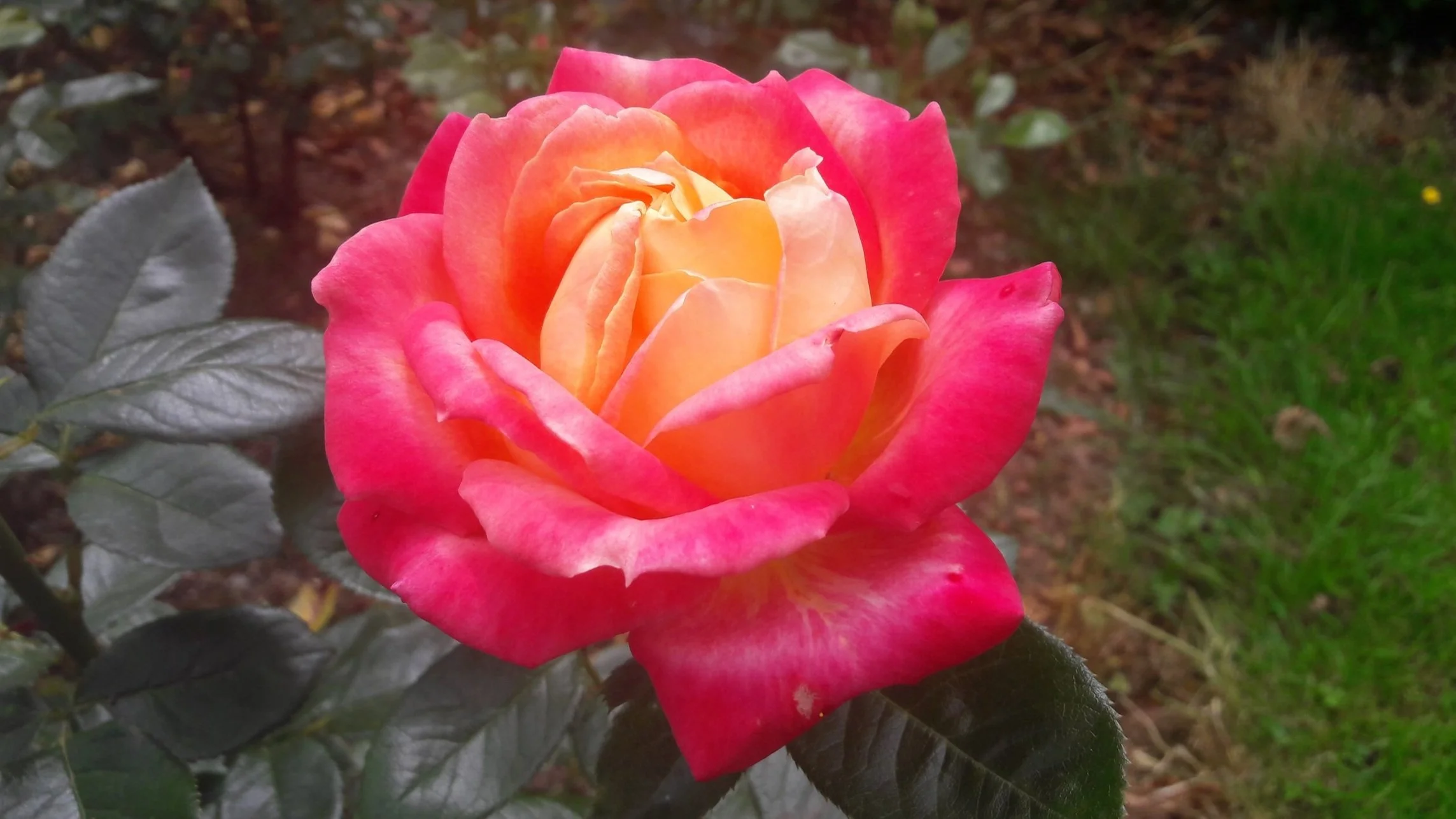 Close-up of a vibrant pink rose representing the Rahanni pink ray of light offered by Tides of Spirit remote energy healing.