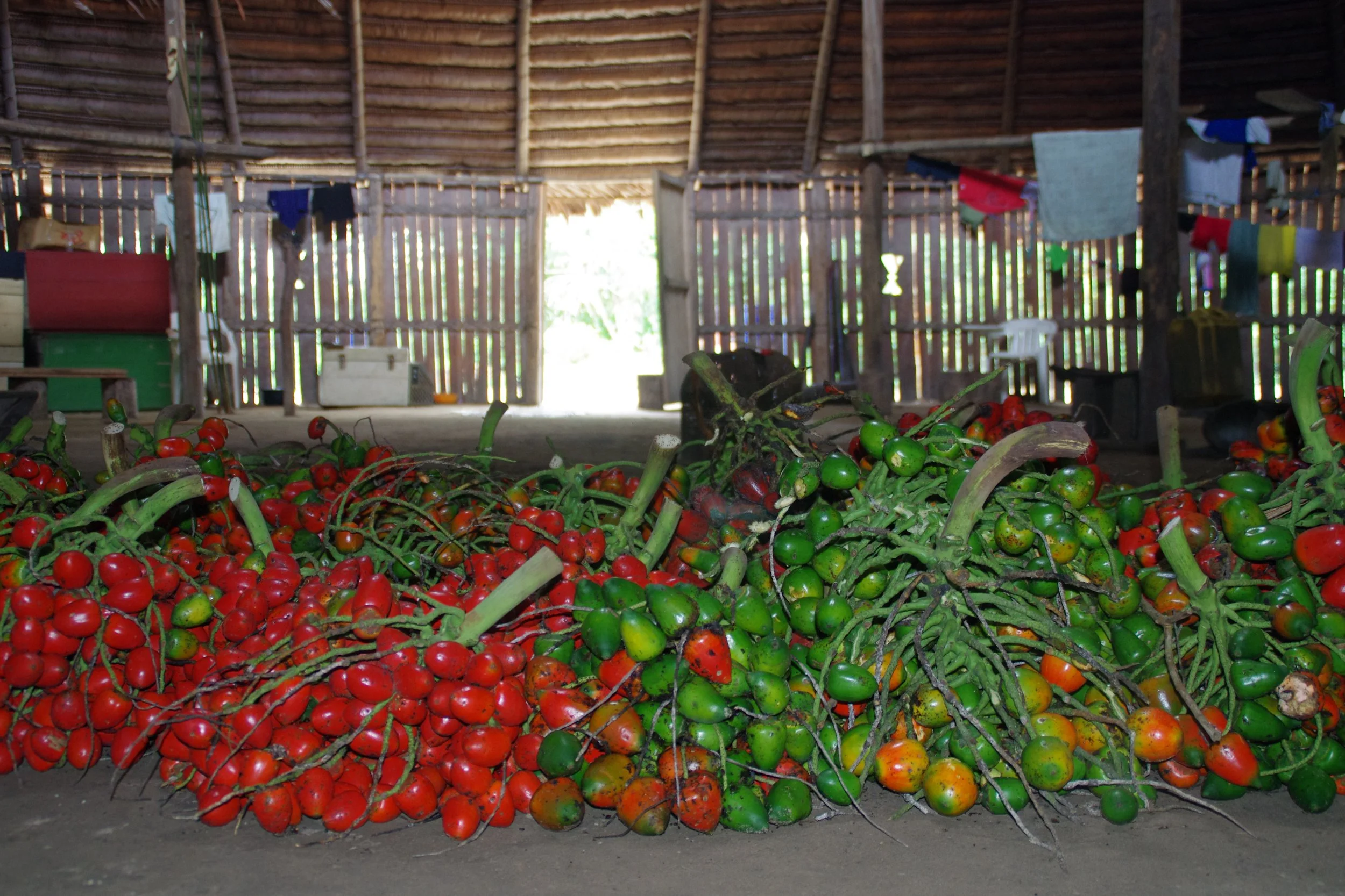 New paper in Nature about the fate of Amazonian biocultural heritage