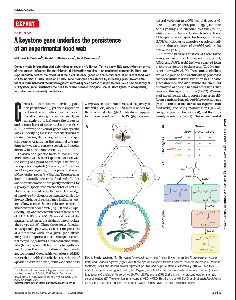 A keystone gene underlies the persistence of an experimental food web