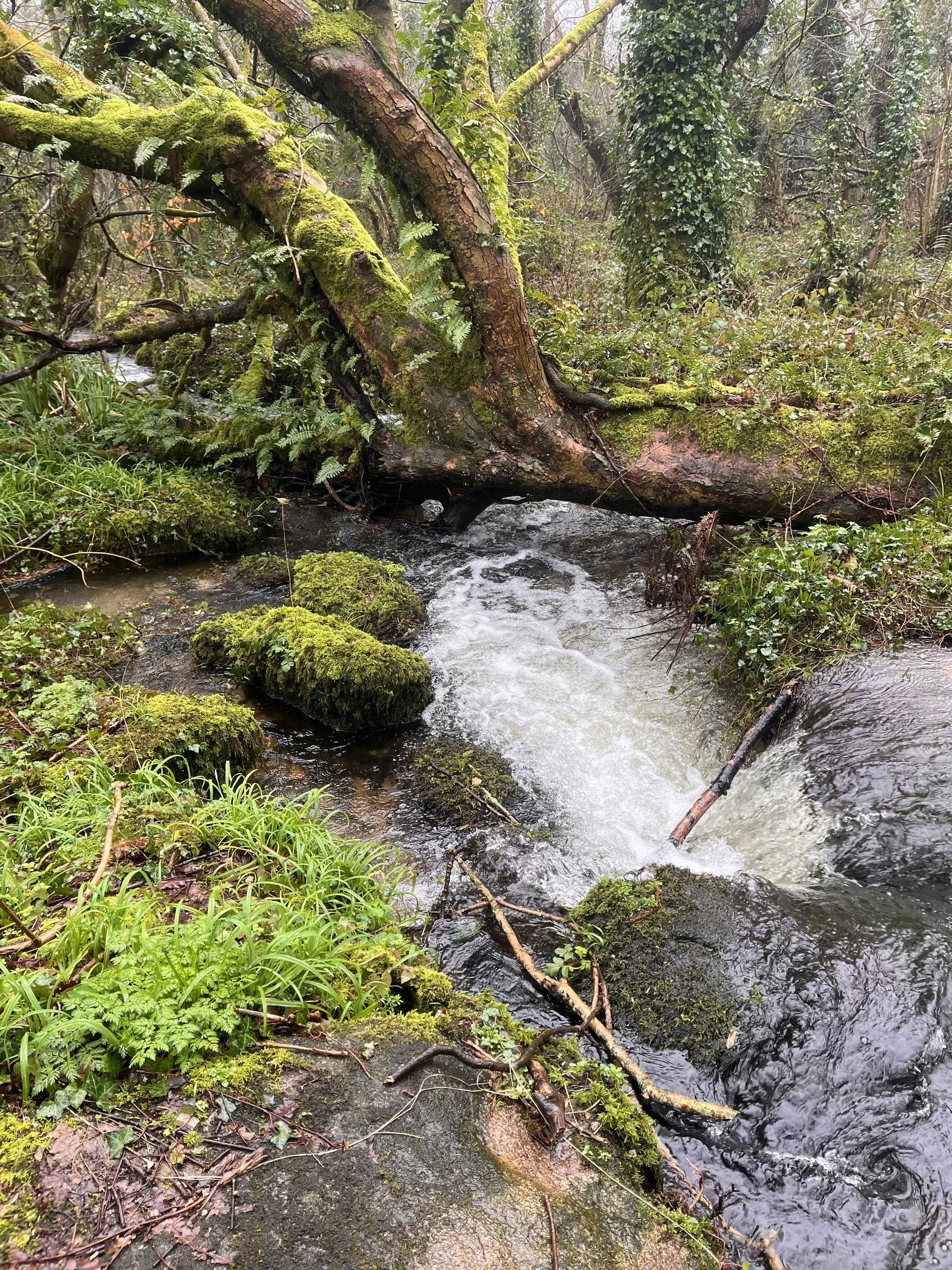 Saving Britain's Rainforest. Merlin Hanbury-Tenison and the Thousand Years Trust