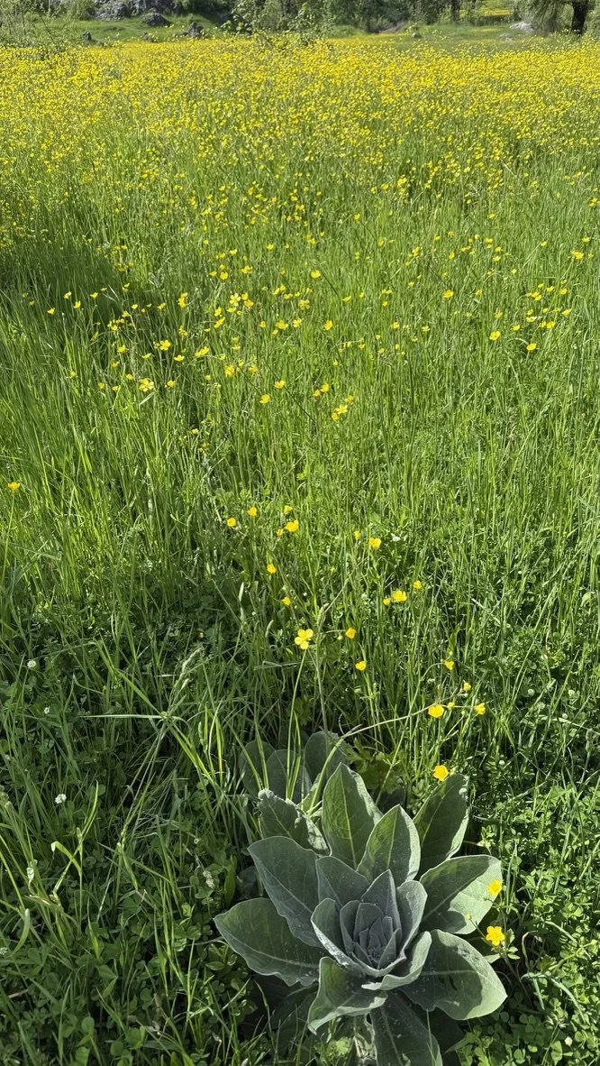 A green field with yellow flowers and a large succulent plant in the foreground.