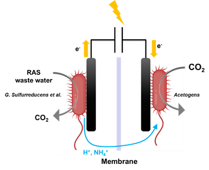 PhD in microbial electrosynthesis - Bremen (Germany)