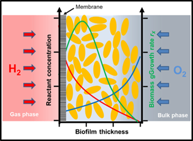 PhD position in productive biofilms - Bremen (Germany)