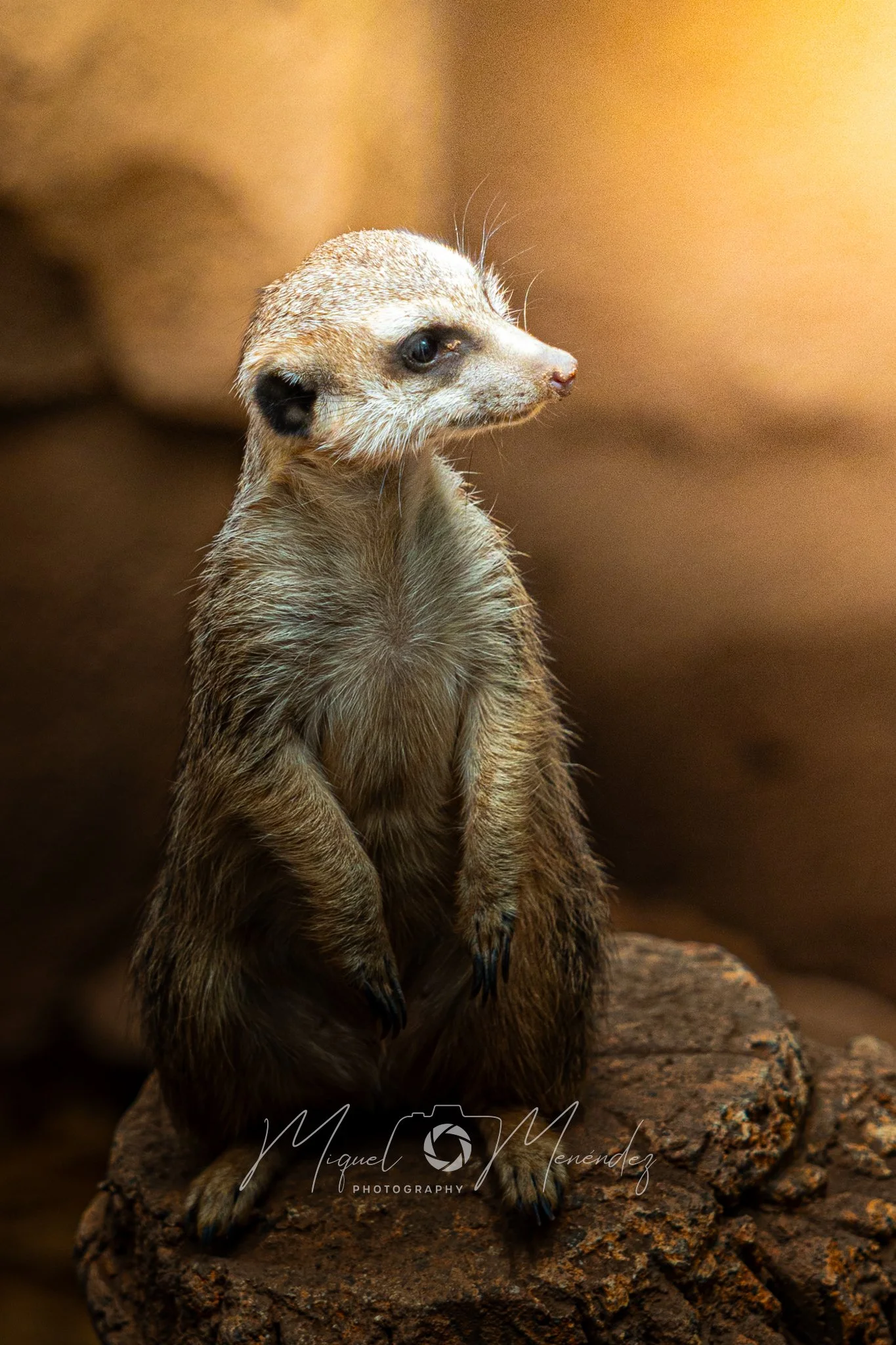 Suricata Solitaria 3
