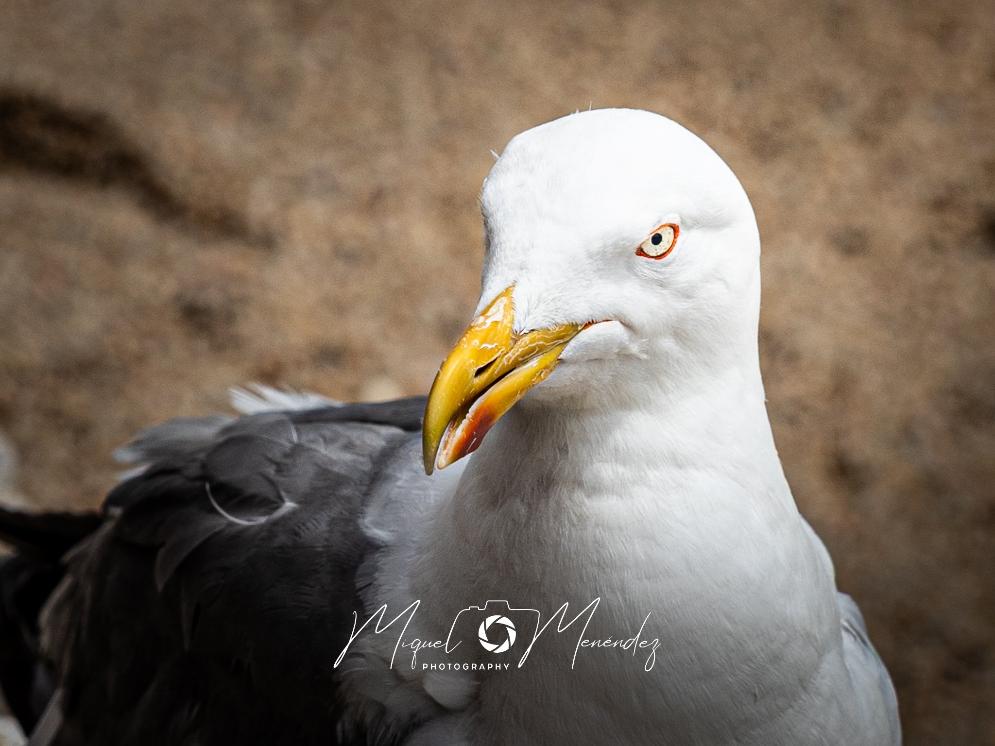 Gaviota desafiante