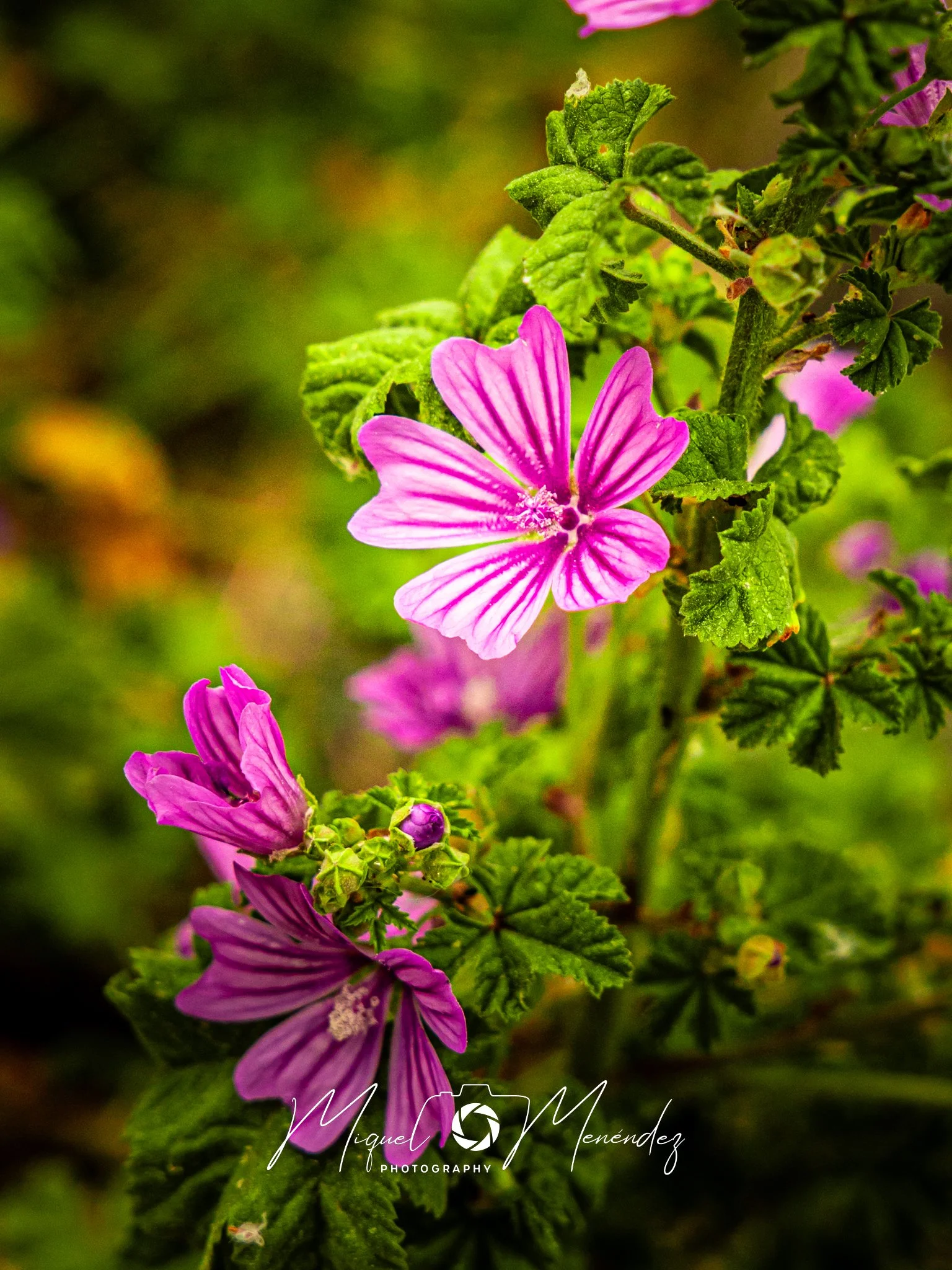 Flor silvestre rosa