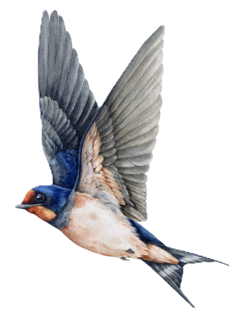 Watercolor illustration of a bird in flight with blue, orange, and white feathers.