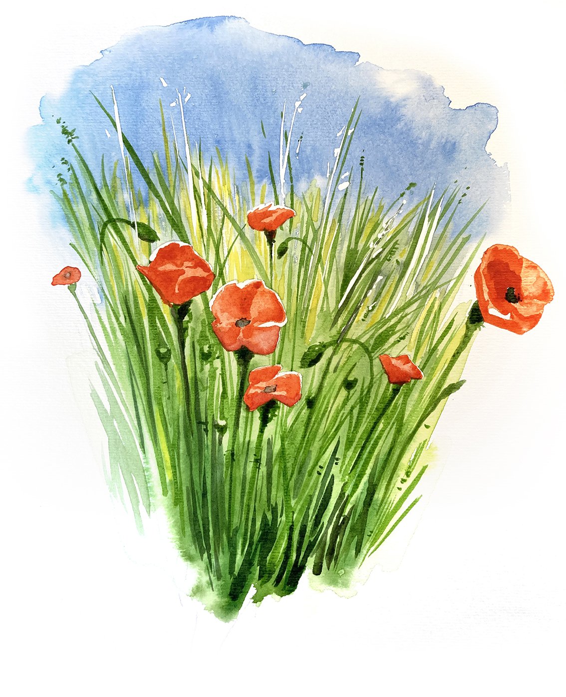 Aquarelle coquelicots