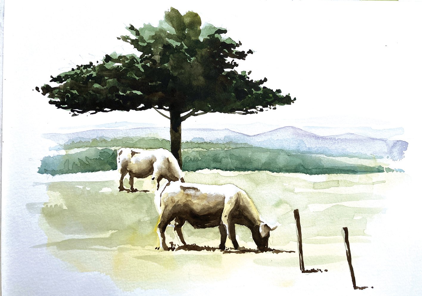 Vaches Tessonière.JPG