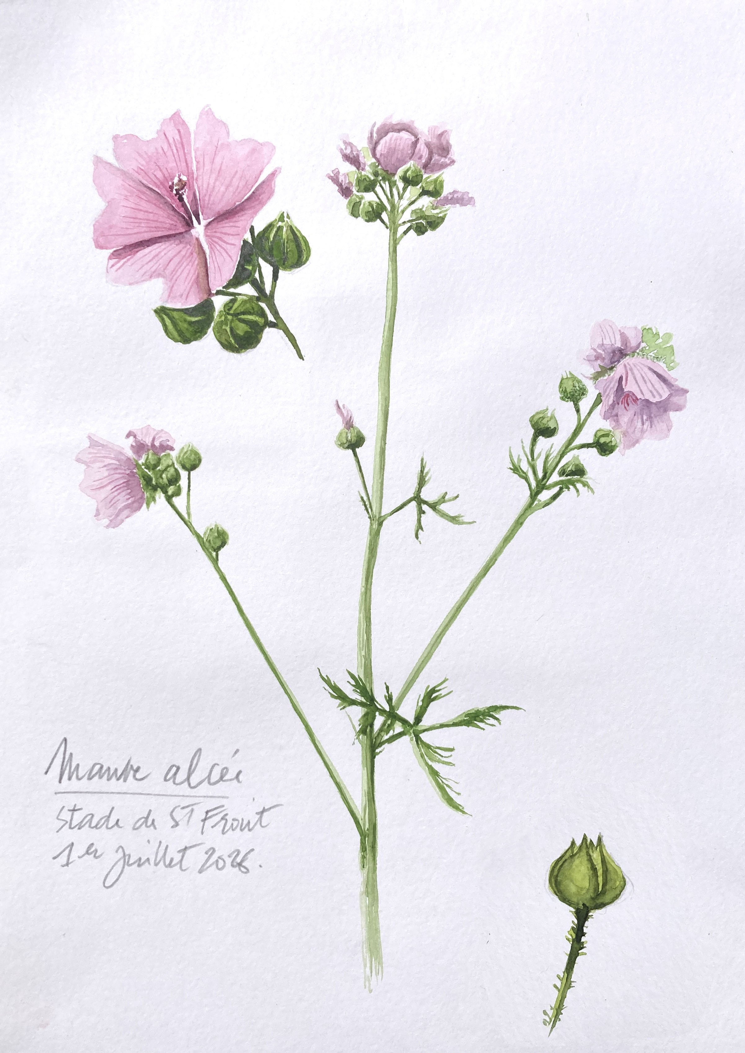Mauve Alcée.jpg