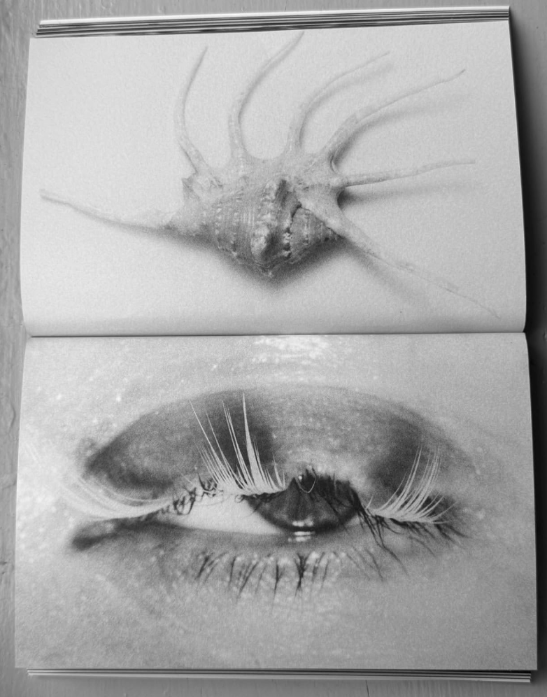 A black-and-white photo of an open book with two pages. The top page features an image of a seashell with long, thin spines protruding from it. The bottom page shows a close-up of a human eye with long eyelashes.