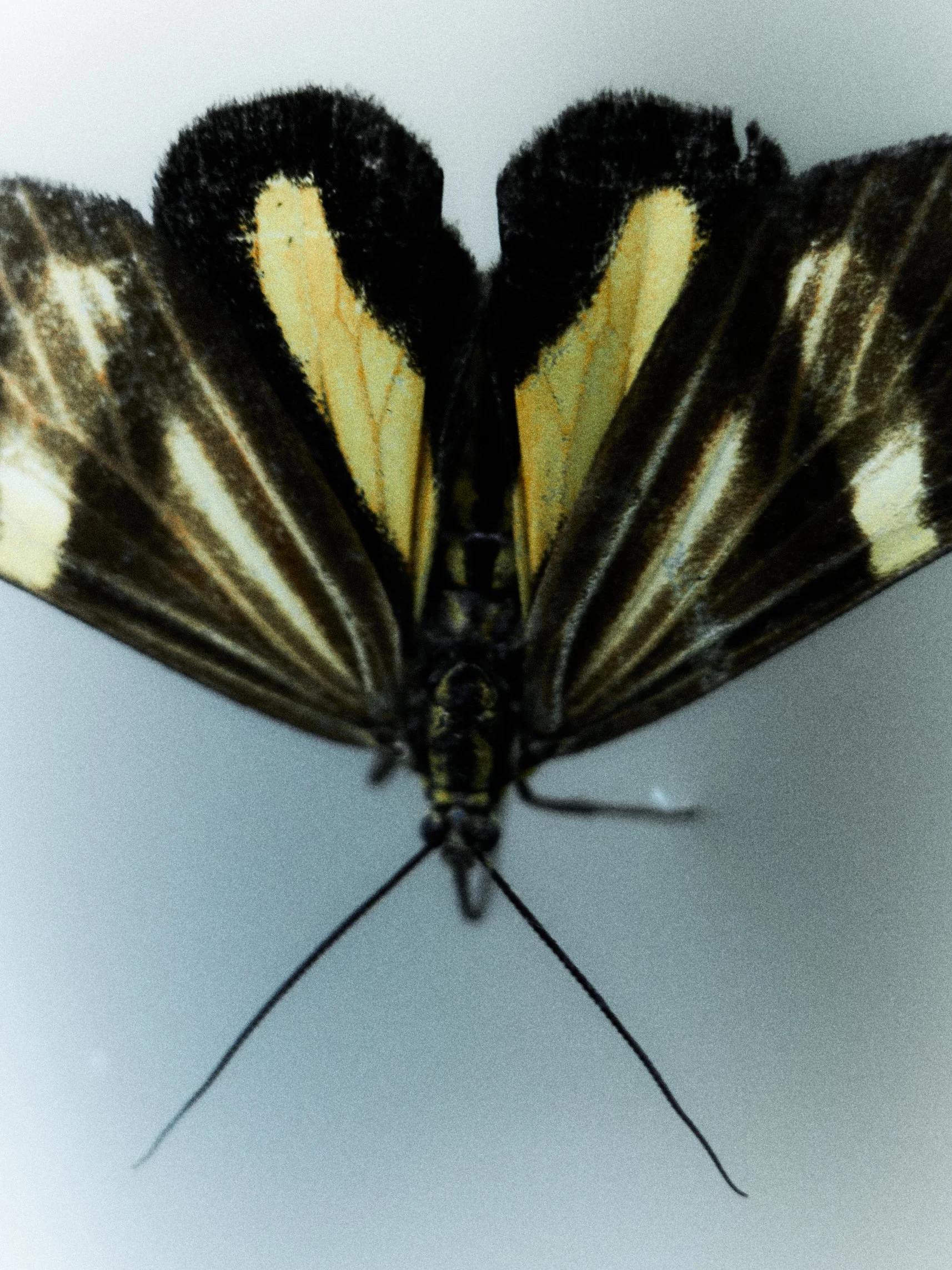 Close-up of a moth with yellow and black markings on its wings, resting on a surface.