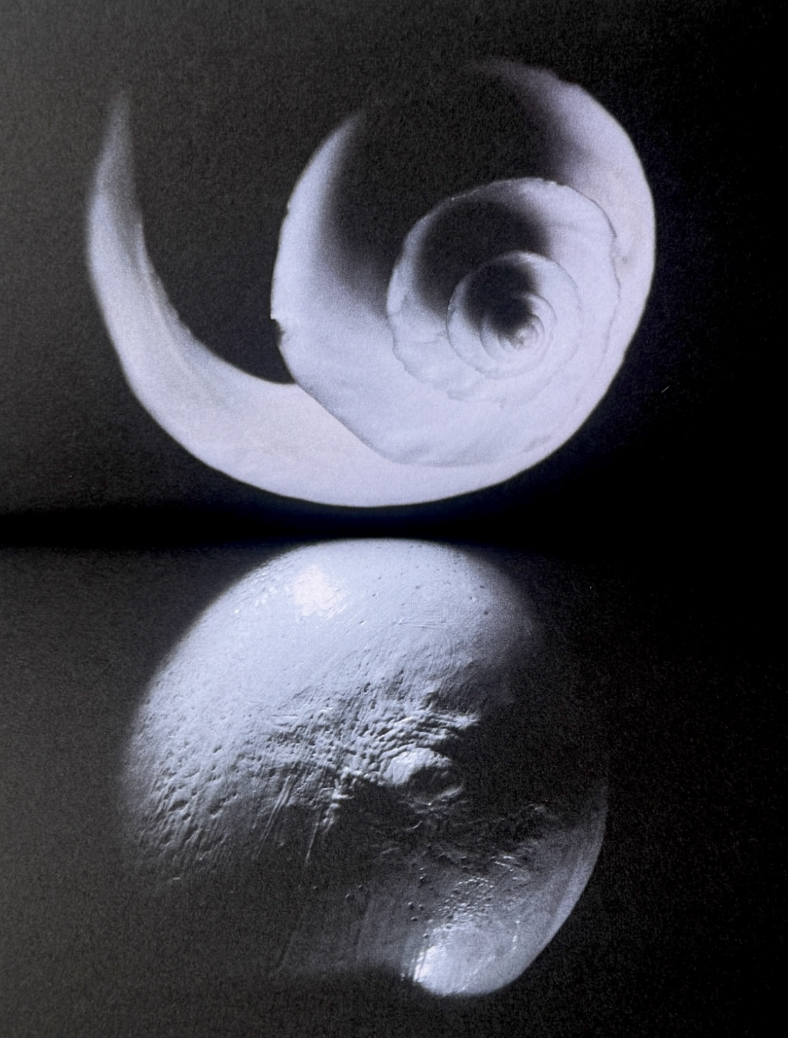 A spiral seashell sitting on a reflective surface, illuminated from above, creating a shadow on the surface.