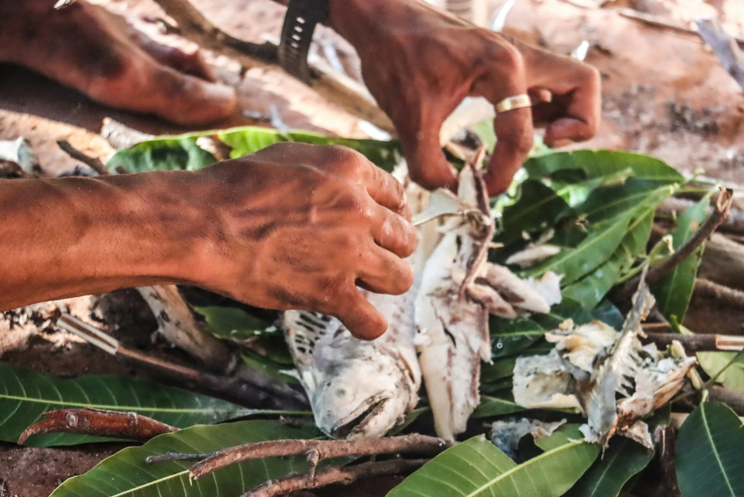Hands removing a bird from a pile of leaves and sticks.