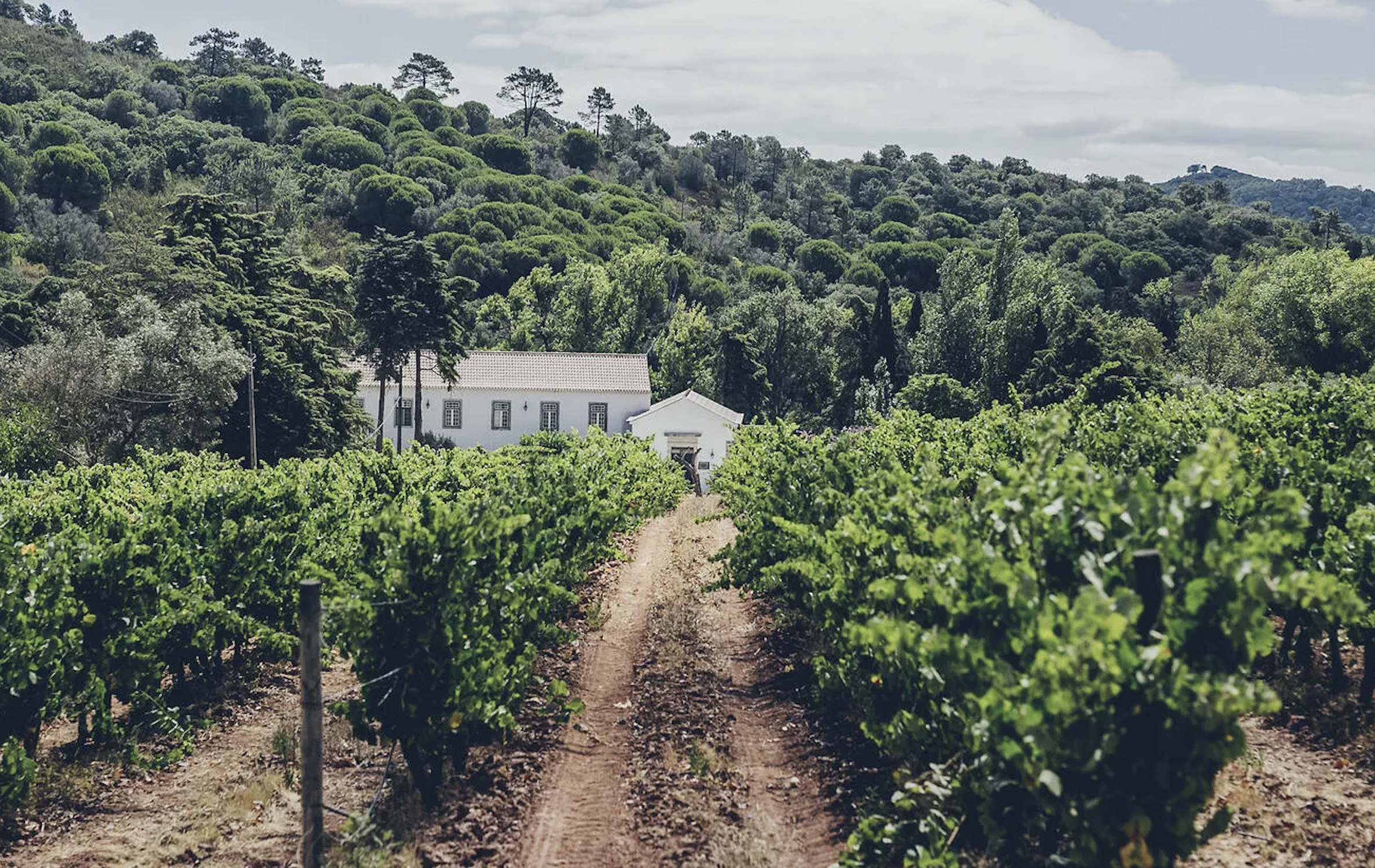 Best Wine Tasting Experiences Outside Lisbon