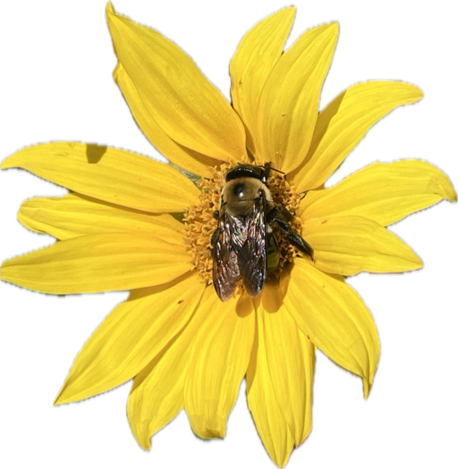 Spellbook: Sunflowers