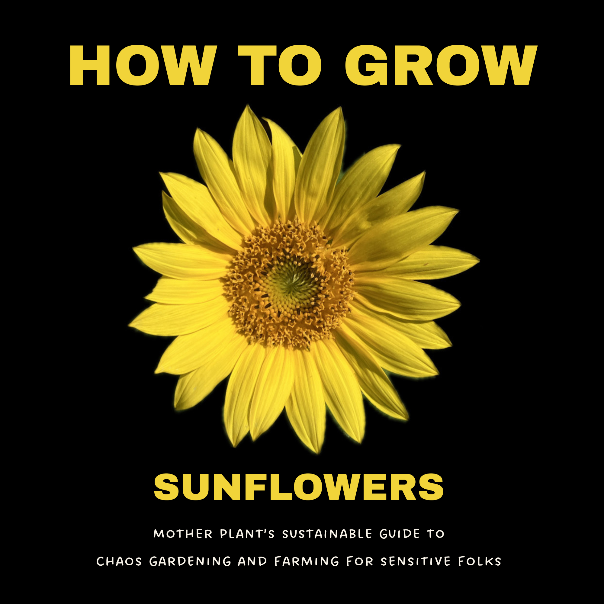 Grow Guide: Sunflowers