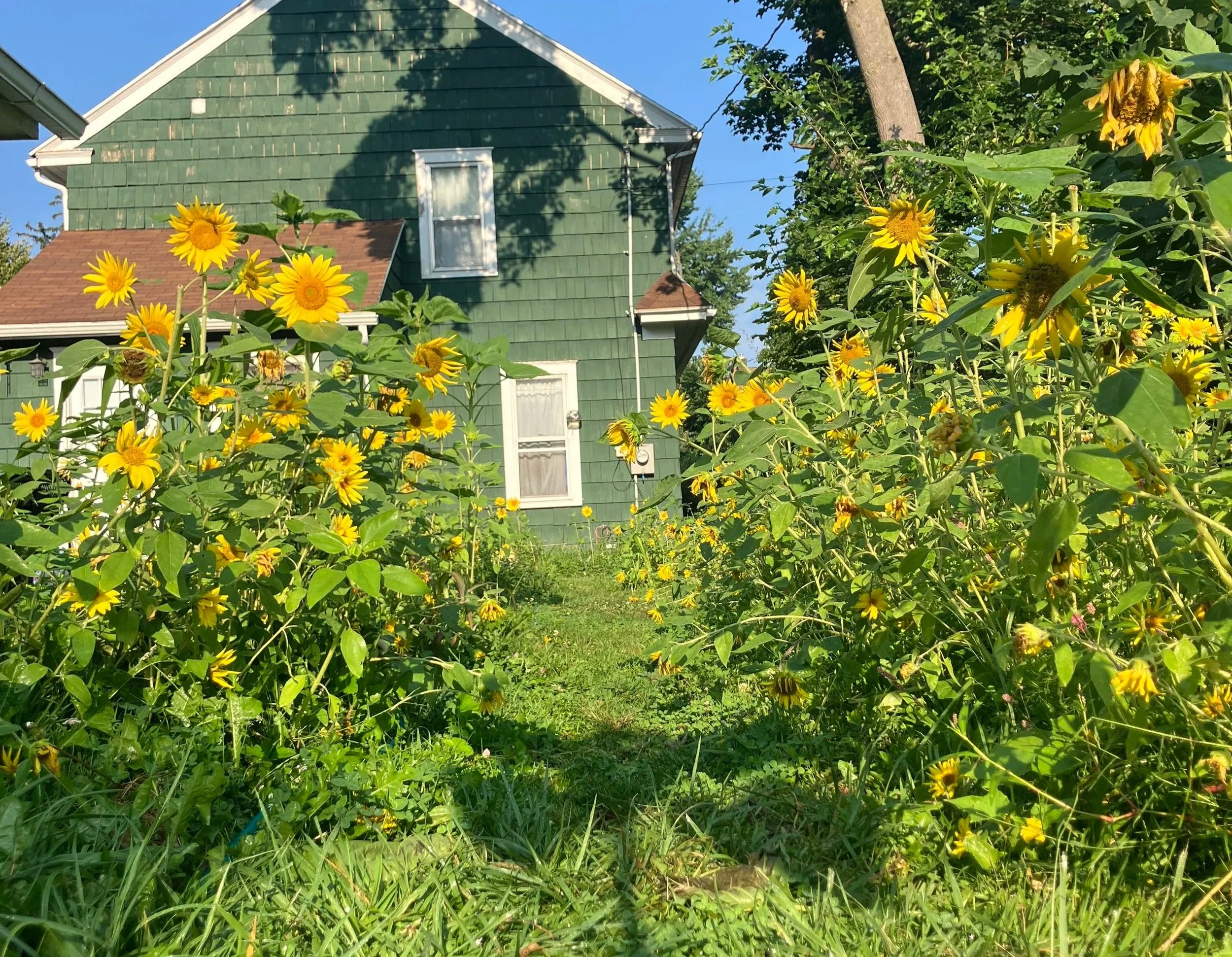 two rows of sunflowers in fron of green house