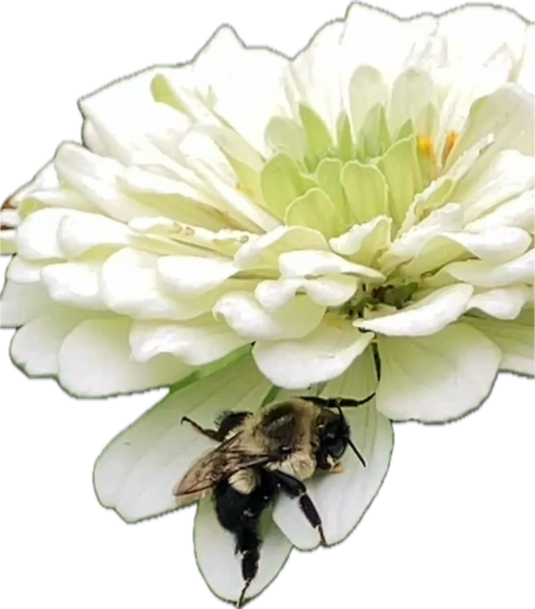 white zinnia with bumblebee laying on petals. Zinnia elegans 'Benary's Giant White'