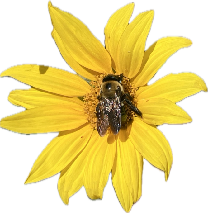 IMG_0915.PNG