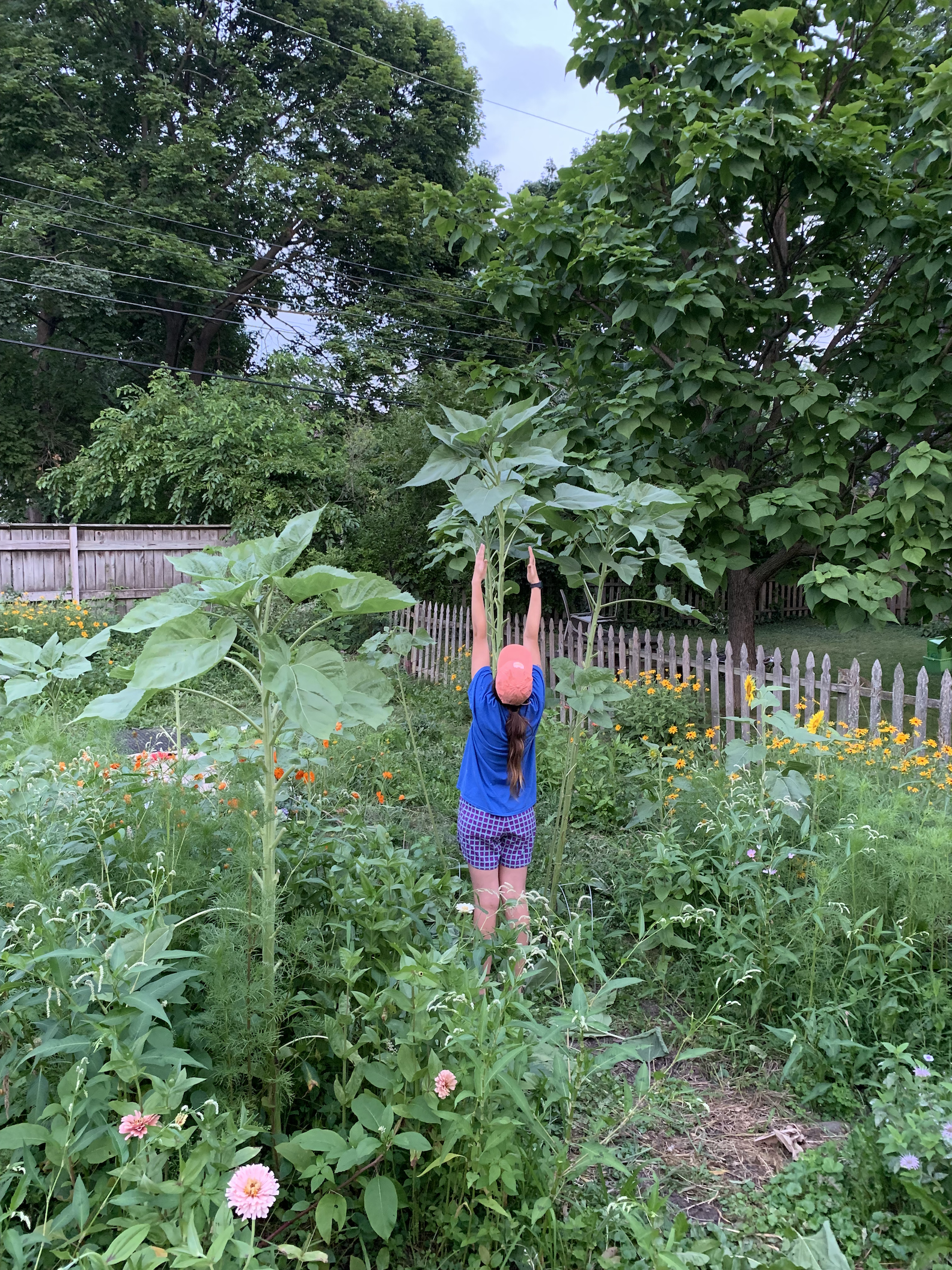 woman reaching towards very tall sunflower in the garden. a woman with a long brown ponytailwearing pink hat and blue t-shirt with purple shorts is facing away from the camera with both arms extended above her head as she points up into the sky