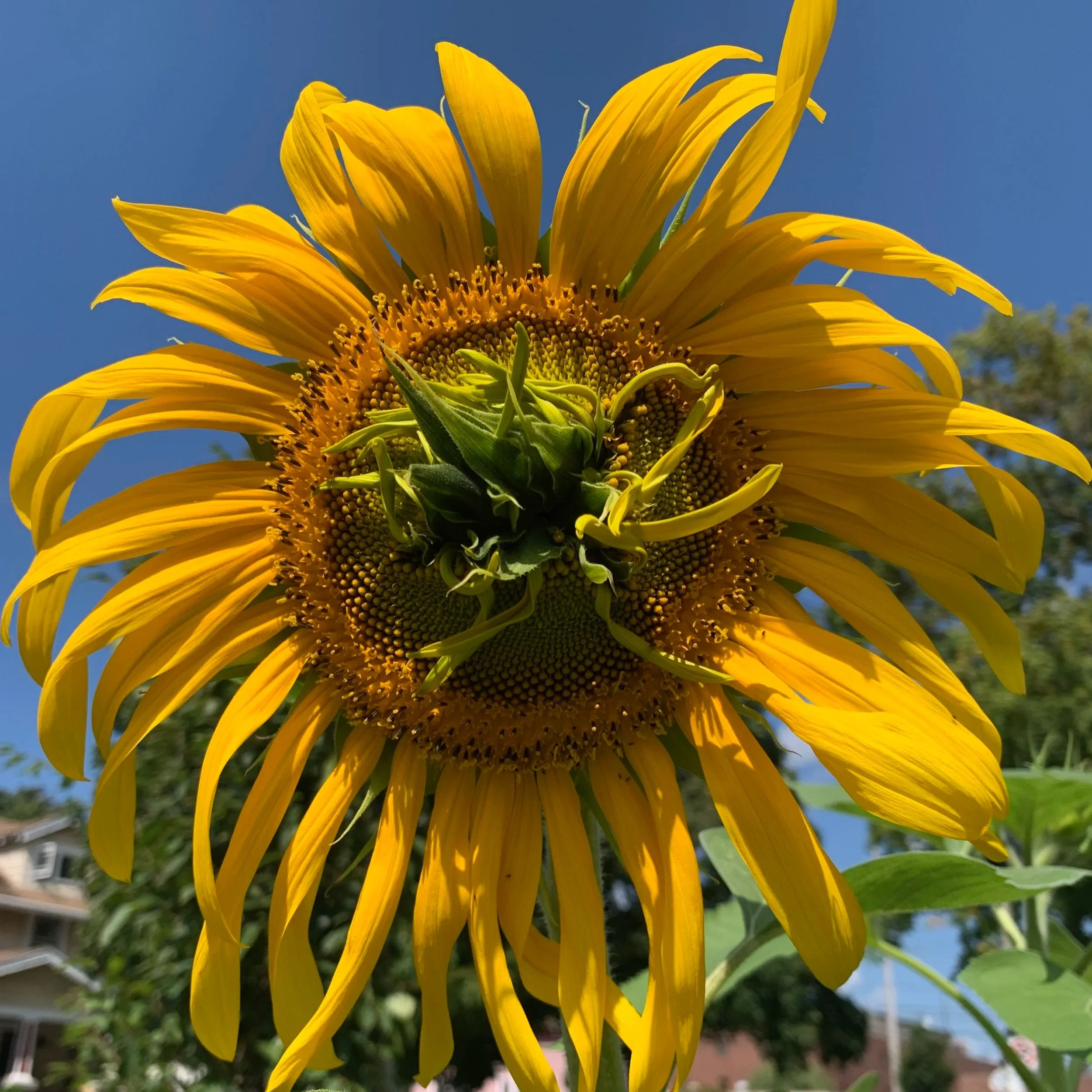 mammoth sunflower with double bloom