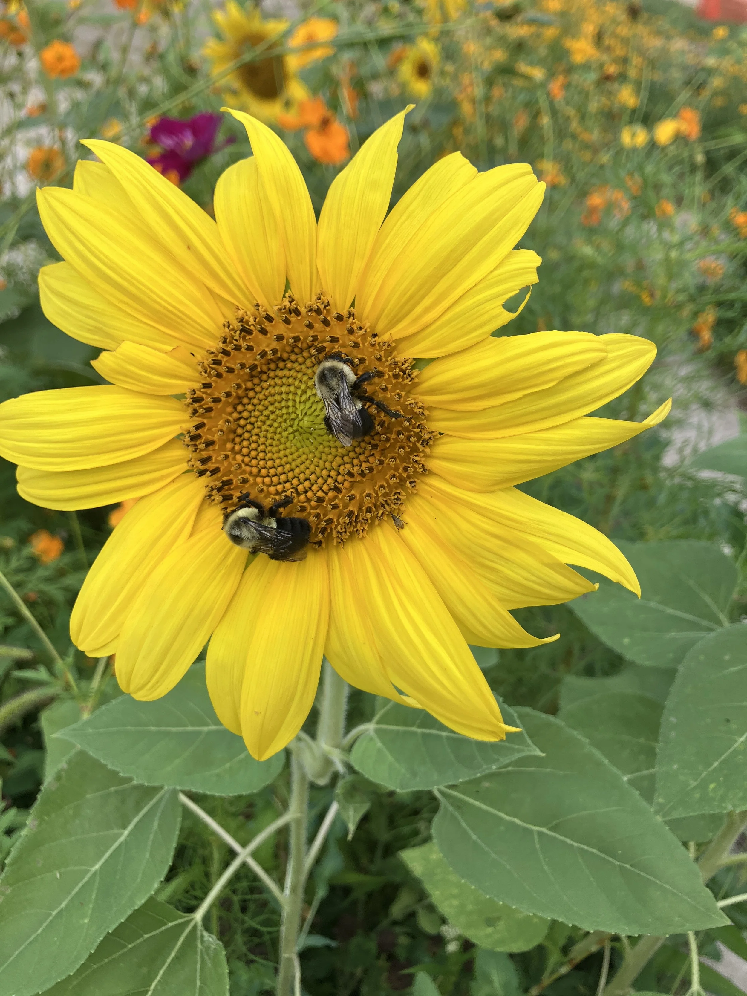 two bumblebees on sunflower