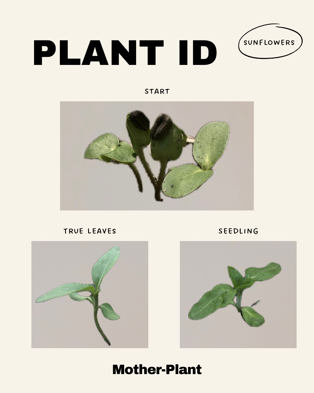 plant identification chart for sunflower sprouts, including the start, true leaves, and seedling for the sunflower helianthus annuus