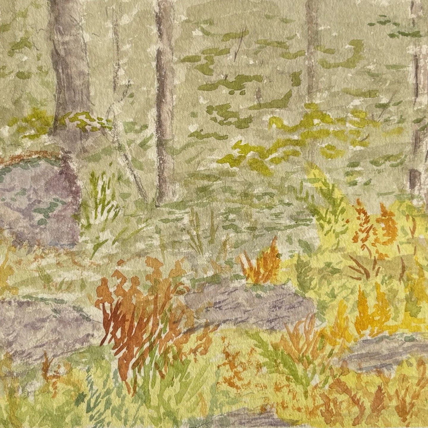 &quot;Fern Glade&quot; 5x7 plein air watercolor. One of nine pieces I will have available tonight at the opening reception for the Tupper Lake Plein Air Festival. 5-7 at Tupper Arts. Don't miss out on your favorite!