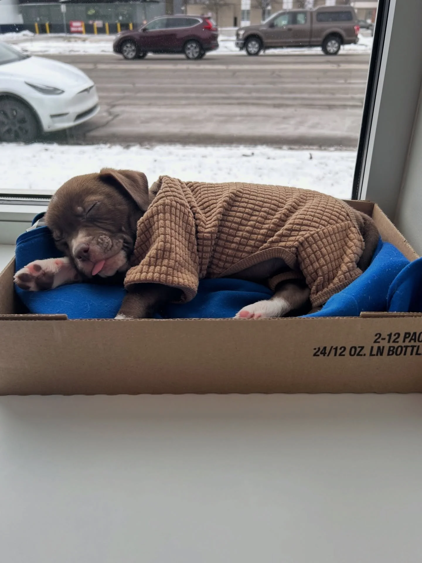 this is hendrix. he and like 15 of his puppy pals are at the bar today from 1-4 🐶 you can cuddle them. all are welcome. open noon-midnight - bring pizza for dinner. SAUNA tomorrow at noon!