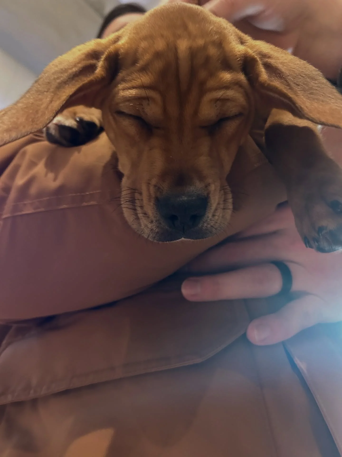 we&rsquo;re hosting another puppy meet and greet with @midlandcountypitstoprescue this saturday from 1-4. all are welcome. puppies &amp; pints &amp; pals &amp; &hellip;your cozy neighborhood third place🐶