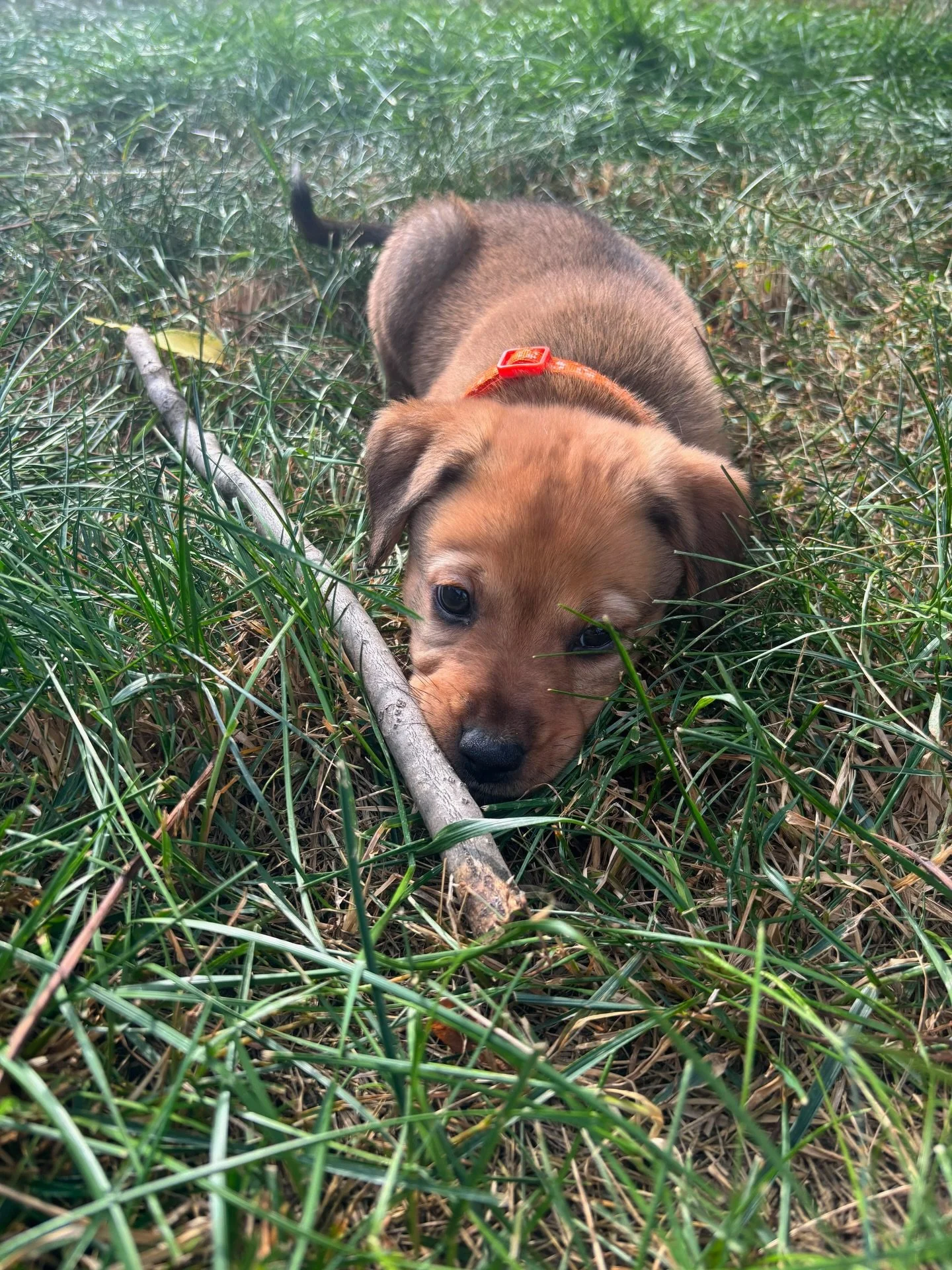 TOMORROW 1-4p. Honey &amp; Summer will be here with their brothers &amp; sisters for a @midlandcountypitstoprescue meet n greet. some of our favorite sundays at Nord are when the pups come by. open to public. beers &amp; cocktails &amp; mocktails.