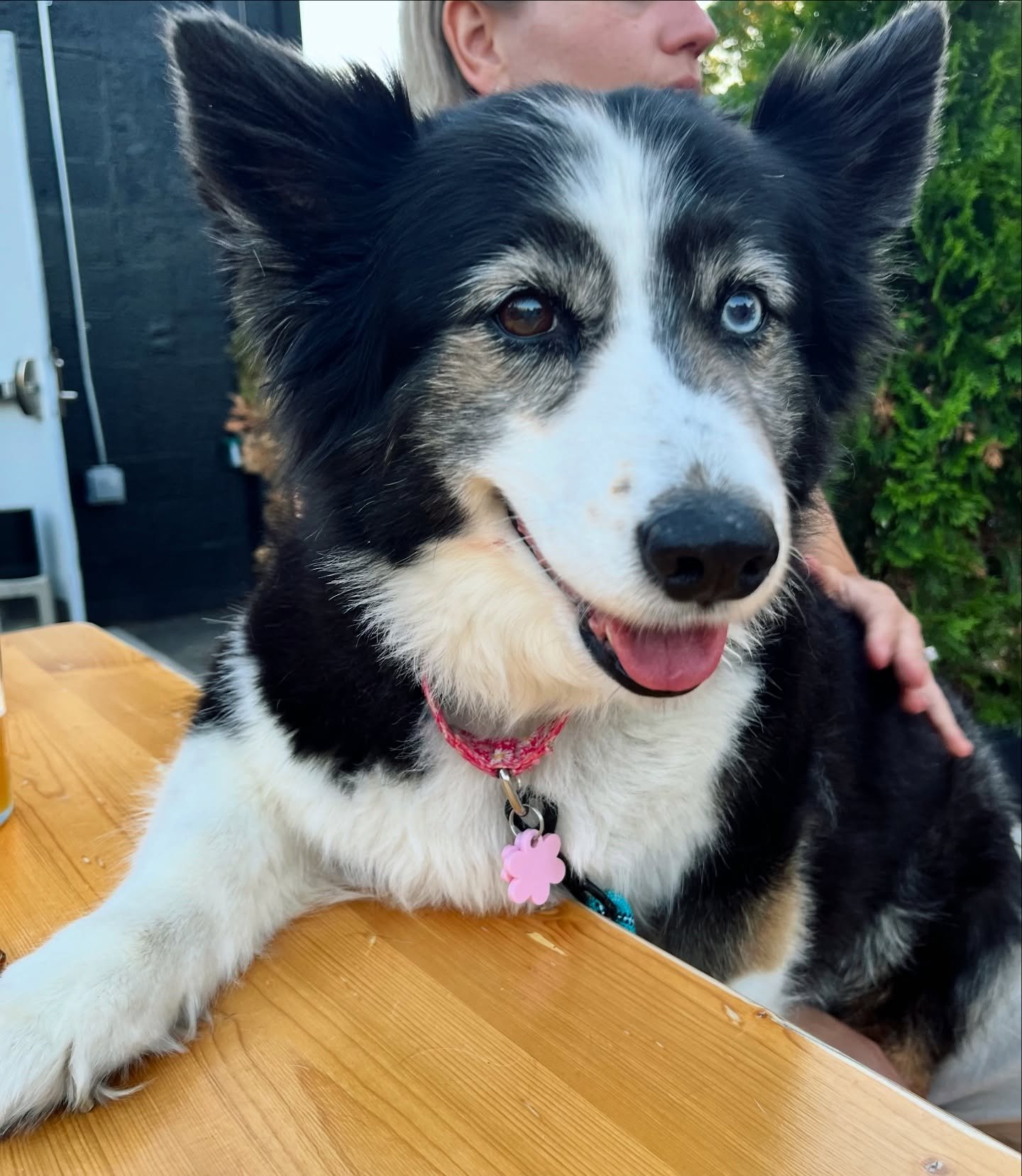 this is Willa. she wants you to come sit outside at Nord. it&rsquo;s so nice out. bogo 1/2 off draft beer all day! woof woof 🐶