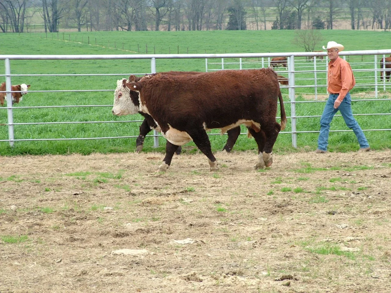 Pierre with Cattle