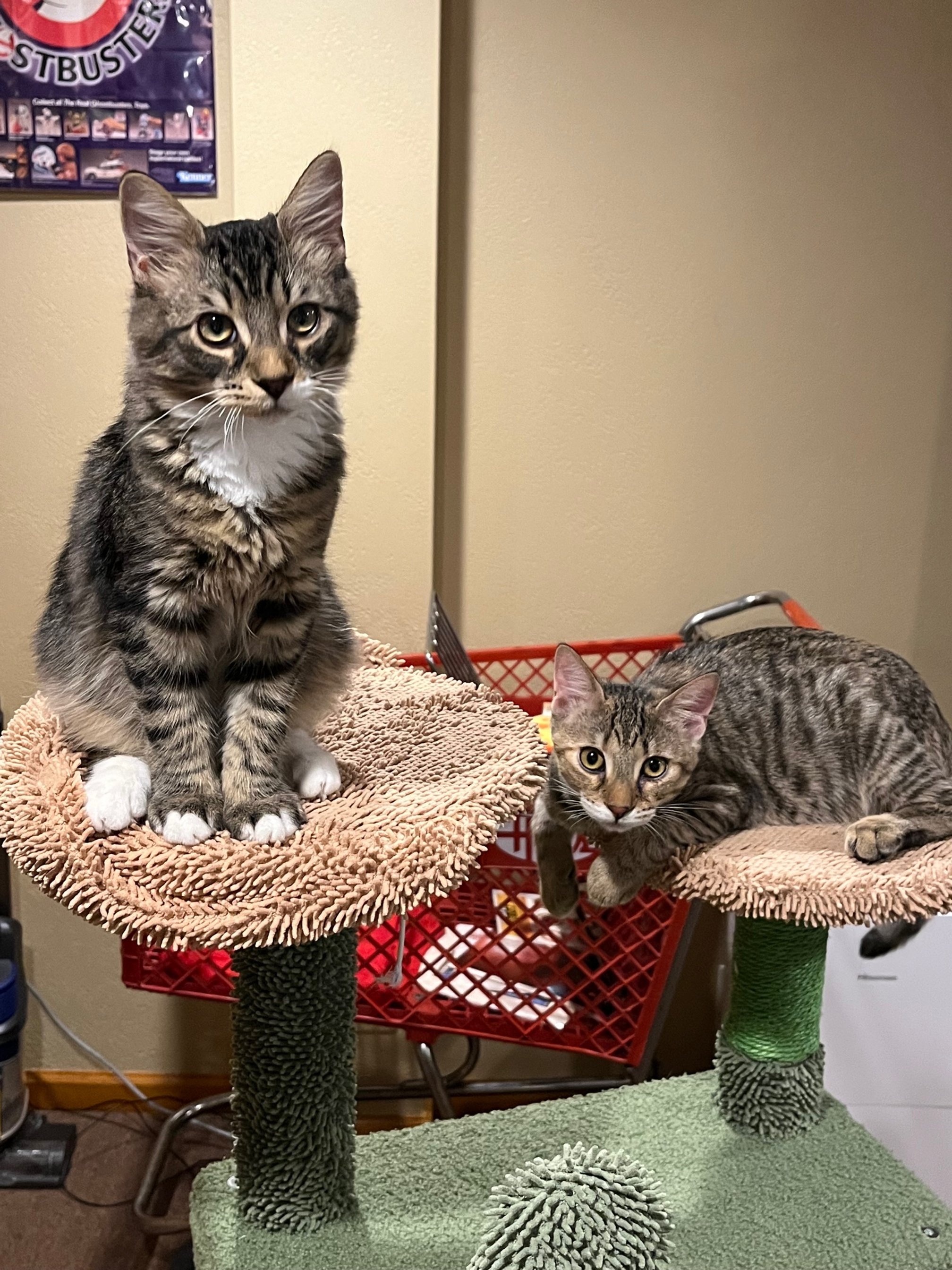 Cats.jpg