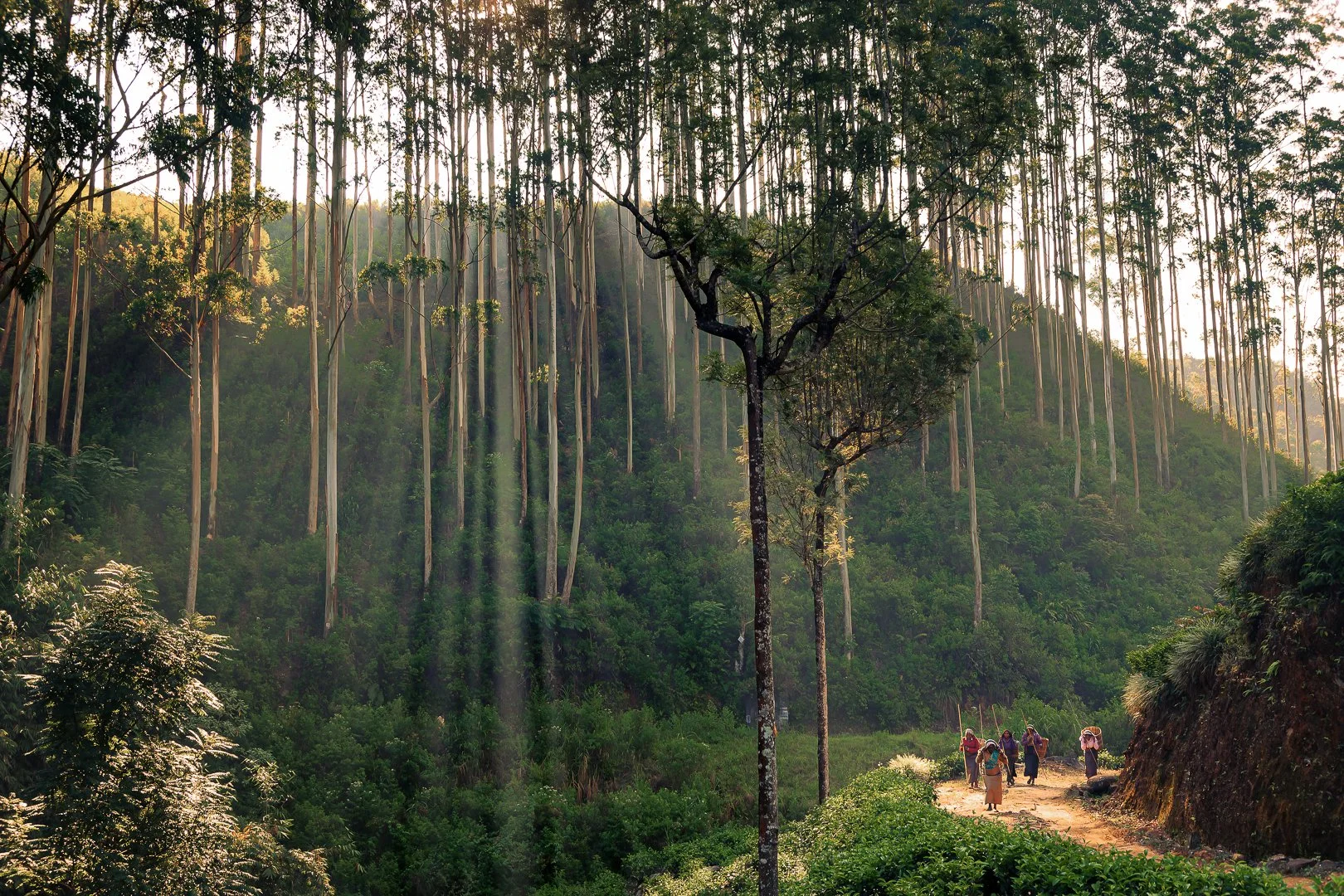 Tea Leaves and Future Dreams