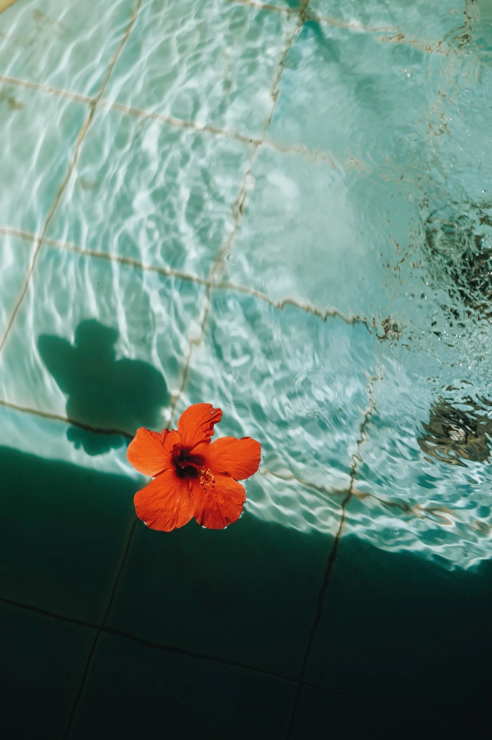 Red hibiscus flower floating on a swimming pool with turquoise water and tiled floor.