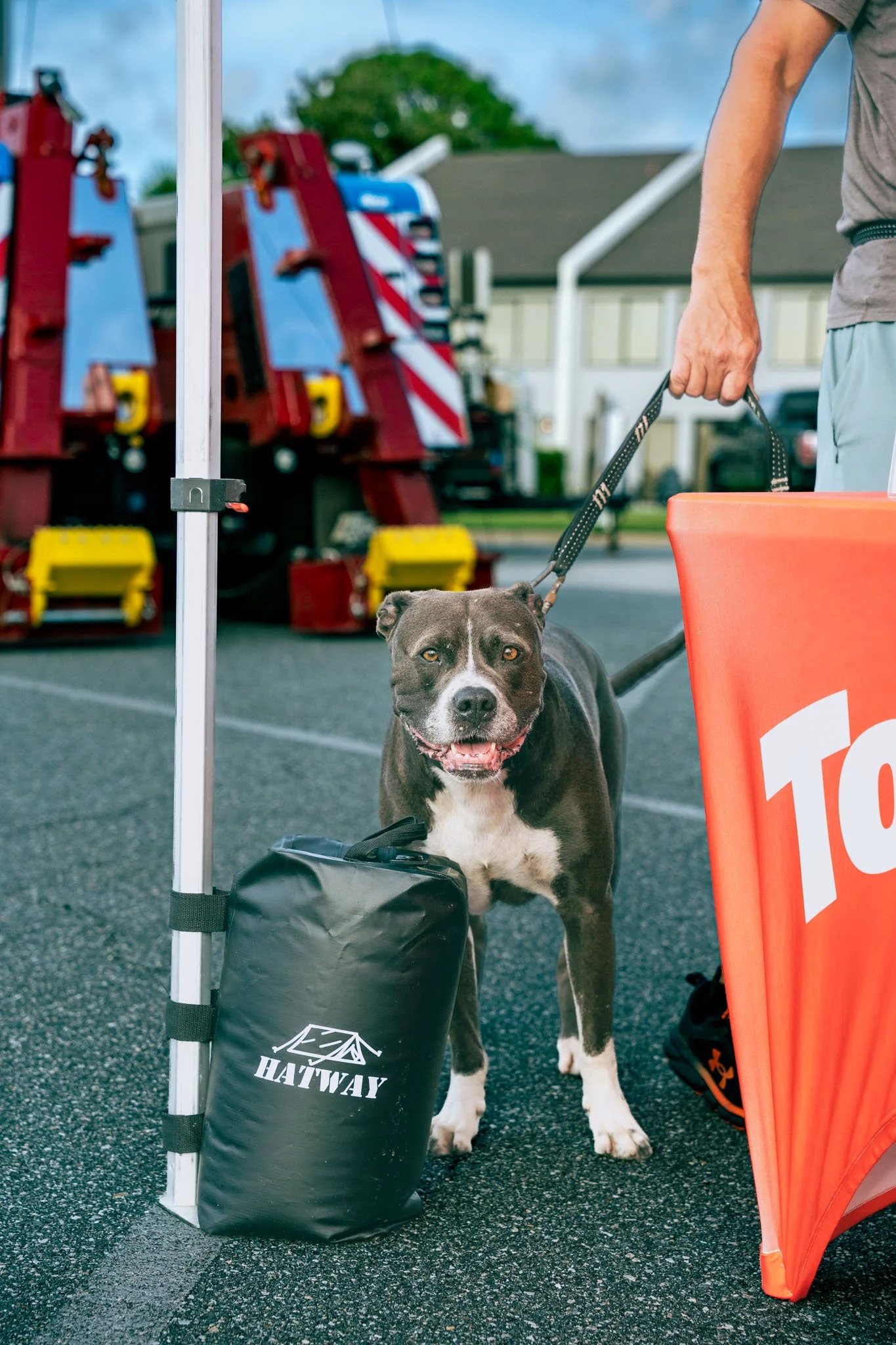 Black and white dog standing on asphalt, leashed to a person holding its leash with hand partially visible. The dog is in front of a black bag with a white logo and the word "HATWAY." In the background, there are red and white trucks, a building, and